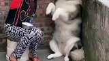 奶奶我吃饱了，奶奶不你没有