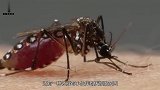 地球上最大的蚊子，非但不吸血，还喜欢干蜜蜂的活