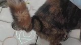 女子路边偶遇生锈猫，还主动过来贴贴