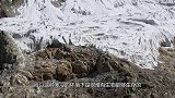 喜马拉雅山上飞檐走壁的羊，雪豹金雕都不是它对手，网友：神羊