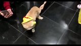 两只小猫在商场相遇，发生了争执，场面真是有趣！
