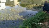 夏天老钓友手抓长杆水草边安心守钓，感受巨物来袭的寂静