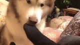 卖家说长大了很凶猛，这能退货吗