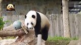 吃播中的熊猫贝贝，憨憨的，萌萌的，帅气又可爱