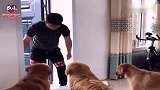小气主人不给金毛大欢买雨衣，非要自己动手做，狗狗穿上后我笑了