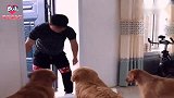小气主人不给金毛大欢买雨衣，非要自己动手做，狗狗穿上后我笑了