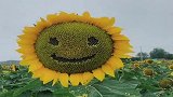 调皮的孩子，把家里种的几亩向日葵，全部画了个笑脸！