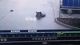 女童被狗撕咬警方通报：将对肇事犬只予以捕杀 狗主人罚1万