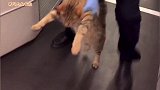猫：别拽我下火车呀，我身高未满一米二，不是免费吗！