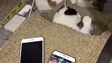 橘猫发现狸花猫不好欺负，就跑去欺负奶牛猫了！
