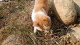 发现一只吃草的橘猫，它这是怎么了？
