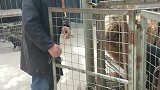 狗狗被吓坏了。它不想进去。想逃命