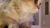一只敢跟人打架的小猫咪