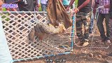 小哥费了九牛二虎之力，将一只豺狼抓住，没想到豺狼最后直接跑了