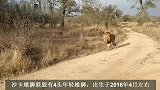 沙卡雄狮联盟：四兄弟四处流浪，伯明翰雄狮试图驱逐，勇敢对吼
