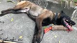 警犬诠释一下什么叫“累成狗”