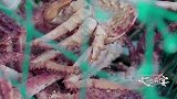 大地私宴：海上帝王蟹，用这种方式捕捉，让人意外
