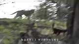 平头哥在野外发现一窝鸵鸟蛋，撕开一个就开吃，现场满地蛋壳！
