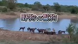 非洲二哥也有今天，被三哥以其人之道还治其人之身