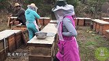 桃子姐帮养蜂农户采蜂蜜，100多箱蜂蜜一起采，忙得开心