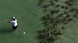美国：佛罗里达州一渔夫专心钓鱼，错过身后大群黄貂鱼