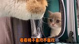后续来啦！从今以后桃子以后也是有老婆的猫啦！！黄桃不是猫 吸猫 恋爱 萌宠 剧情