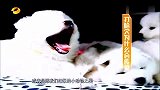 健康-20130510-打哈欠为什么会传染？