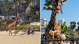 美国：疯狂时刻！洛杉矶一长颈鹿在海滩散步引围观