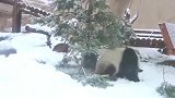 熊猫：圣诞老人你的圣诞树给我吃掉了！