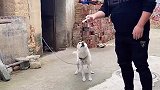 这样的狗是怎么训练的？狂暴温顺一键切换，狗生太难了！