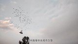 男子正训练鸽子，突然飞来一只猛禽，速度快到鸽子根本来不及闪躲