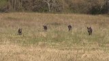 乡下农村生态散养猪人与自然和谐共处