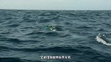 为生存进化出隐形双翼？飞鱼能飞400米