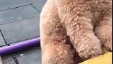 泰迪：没人给我玩，我就自己玩耍！