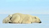 北极熊妈妈带着熊崽猎食海豹，贪玩的哥哥被海豹吓一跳！