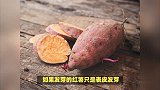 发芽的红薯能吃吗？解密这个常见疑问！