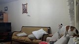 猫咪终于能派上用场了，没白养，还会帮忙抓蝙蝠