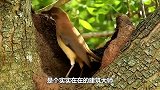 见过一室一厅的鸟巢吗？鸟界的别致婚房，却遭其它鸟觊觎