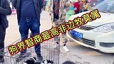 边牧智商有多高，网友粉丝亲眼目睹，不去上学真的可惜了