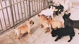 斗牛犬为了一个汉堡，1挑4！