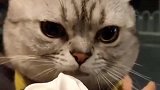 女主人喂小猫吃冰激凌，谁知却把它感动落泪，画面太扎心了！