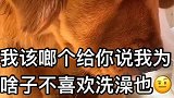 今日分重庆话考级！给你个眼神，国人去雾！