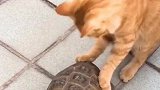 猫：你这乌龟，追我干啥，我又没惹你！
