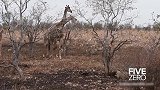 狮子苦等一下午，竟然是为了捕猎年幼的长颈鹿！