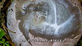 男子野外捡到几枚奇怪的蛋，经过精心孵化后，让他汗毛直立