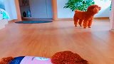 主人买了只假泰迪