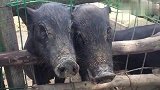 南湾影视基地饲养的藏香猪