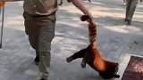 小熊猫被饲养员拎着尾巴拖了回去