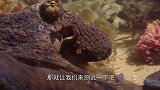 将章鱼放在罐子里拧紧盖子，它能够成功逃脱么？镜头拍下全过程
