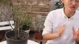 15种适合打造花墙花柱拱门藤本月季推荐(1)